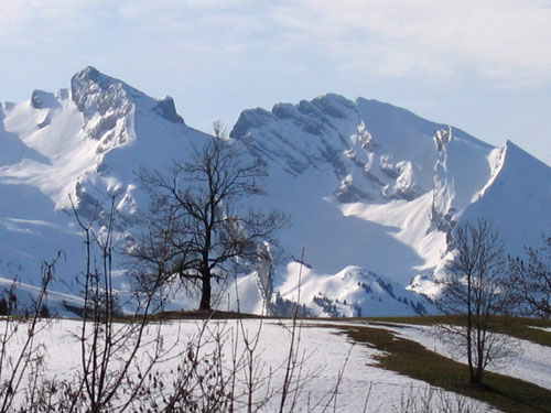 Le Printemps au Grand Bornand Arbre
